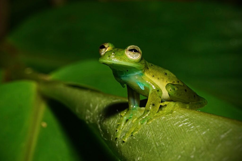 Mindo Ecuador Rana 2