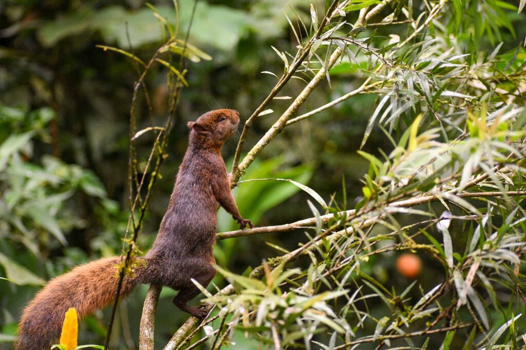 Ardillas de Mindo Ecuador