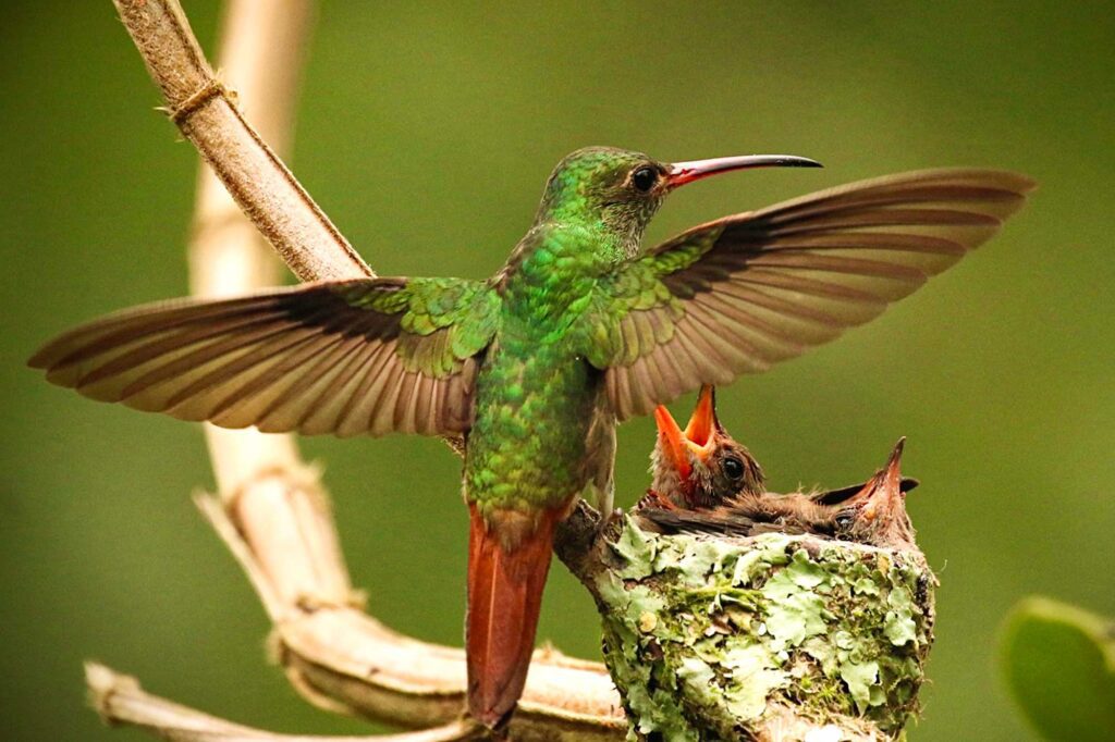 Mindo Ecuador colibris 1
