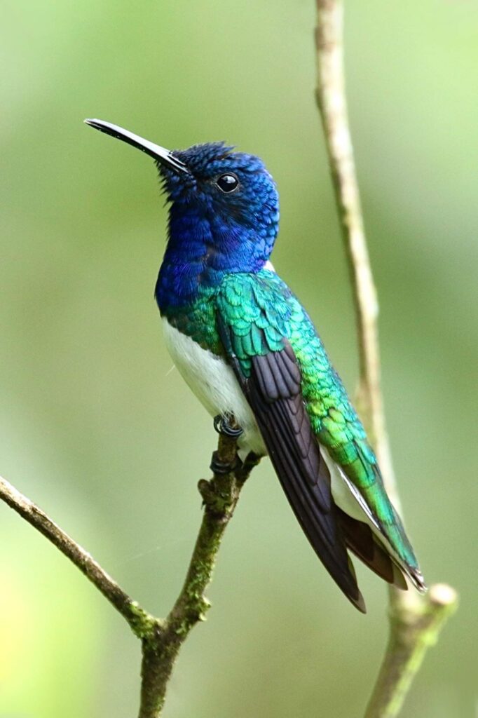 Mindo Ecuador y sus aves