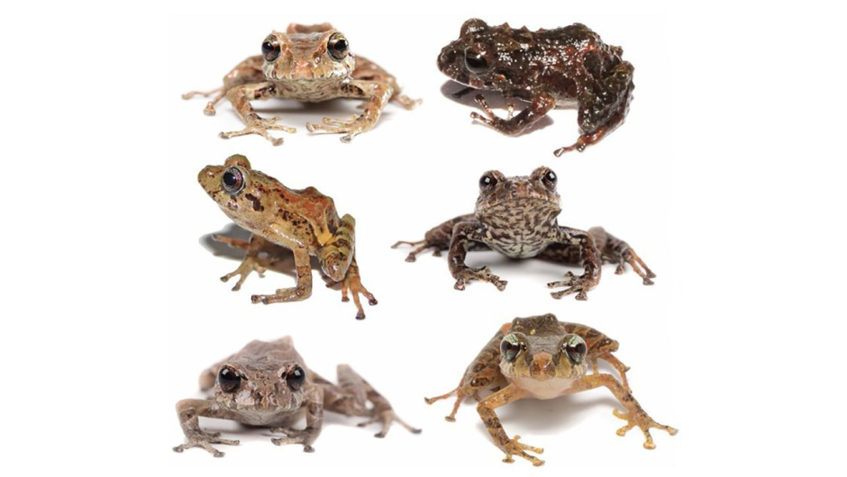 Ranas fotos cnn