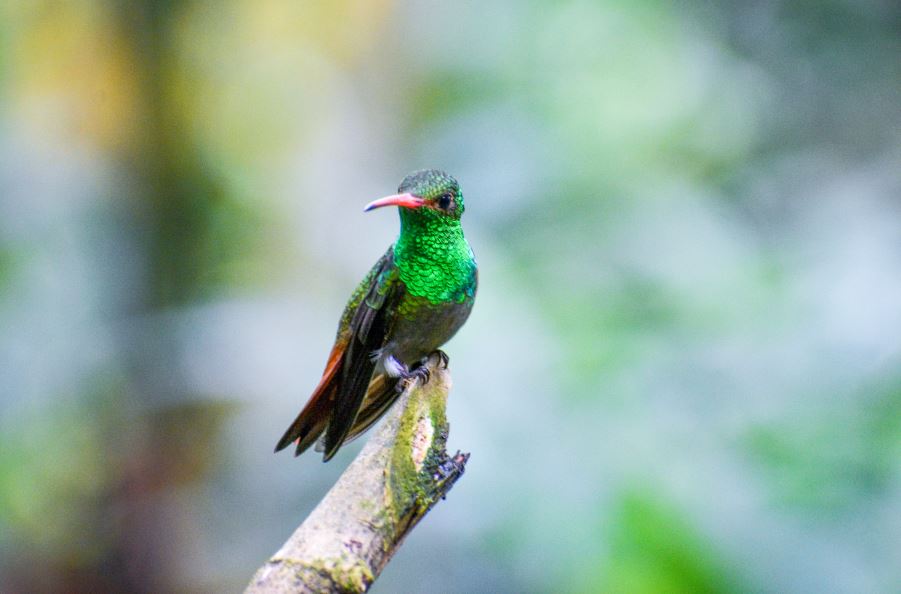 Colibri cola canela