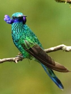 Aves de Mindo, ave exótica
